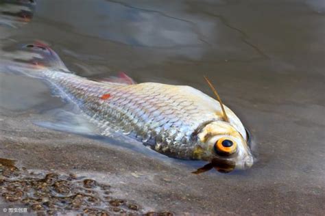 魚缸 死魚 越南緯度